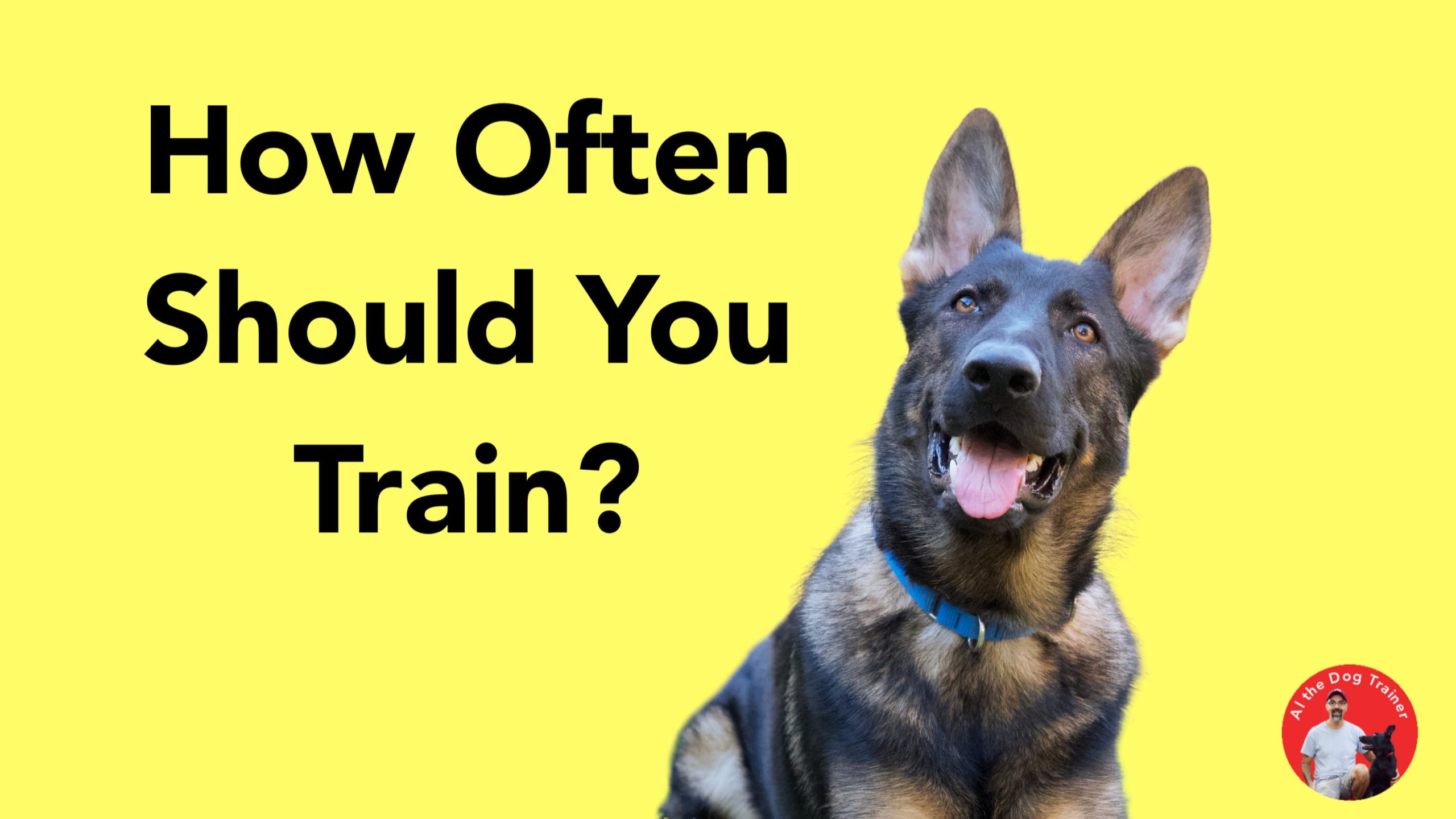 how-often-should-you-train-longoriahaus-dog-training