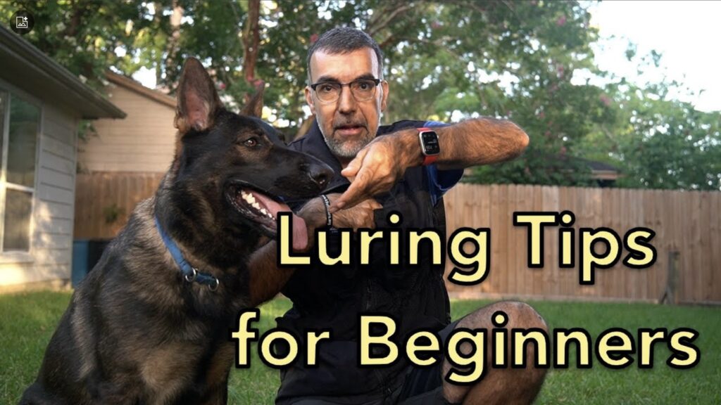 A video titled "Luring Tips for Beginners" by Al the dog trainer, where Al demonstrates basic dog training techniques using lures to guide a dog through various commands and behaviors. Al explains step-by-step how to use treats and positive reinforcement to teach a dog new skills, with close-up shots of the dog following the lures and responding to commands. The video is aimed at beginner dog owners and trainers.